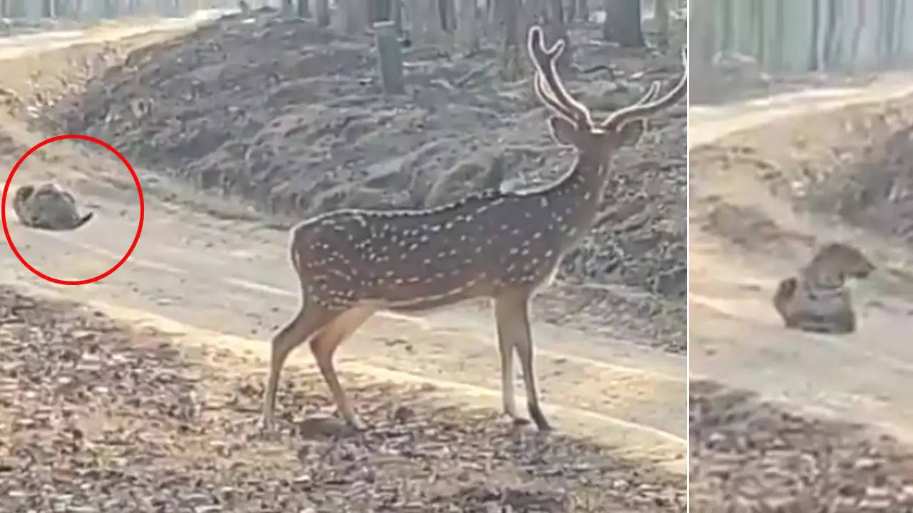 Deer Video