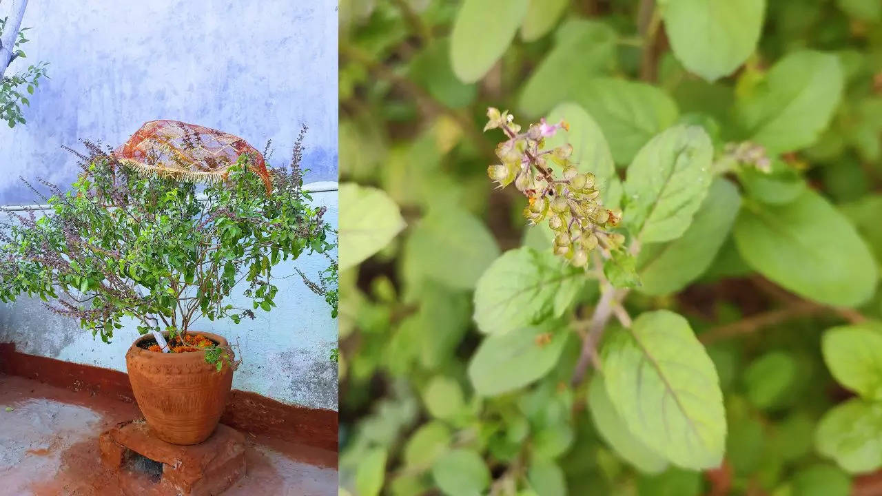 Tulsi Puja