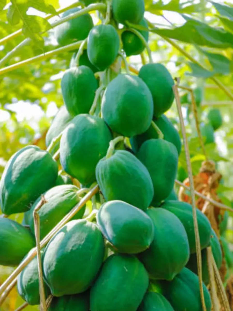 Papaya Benefits Raw Papaya Benefits for periods in pregnance, raw