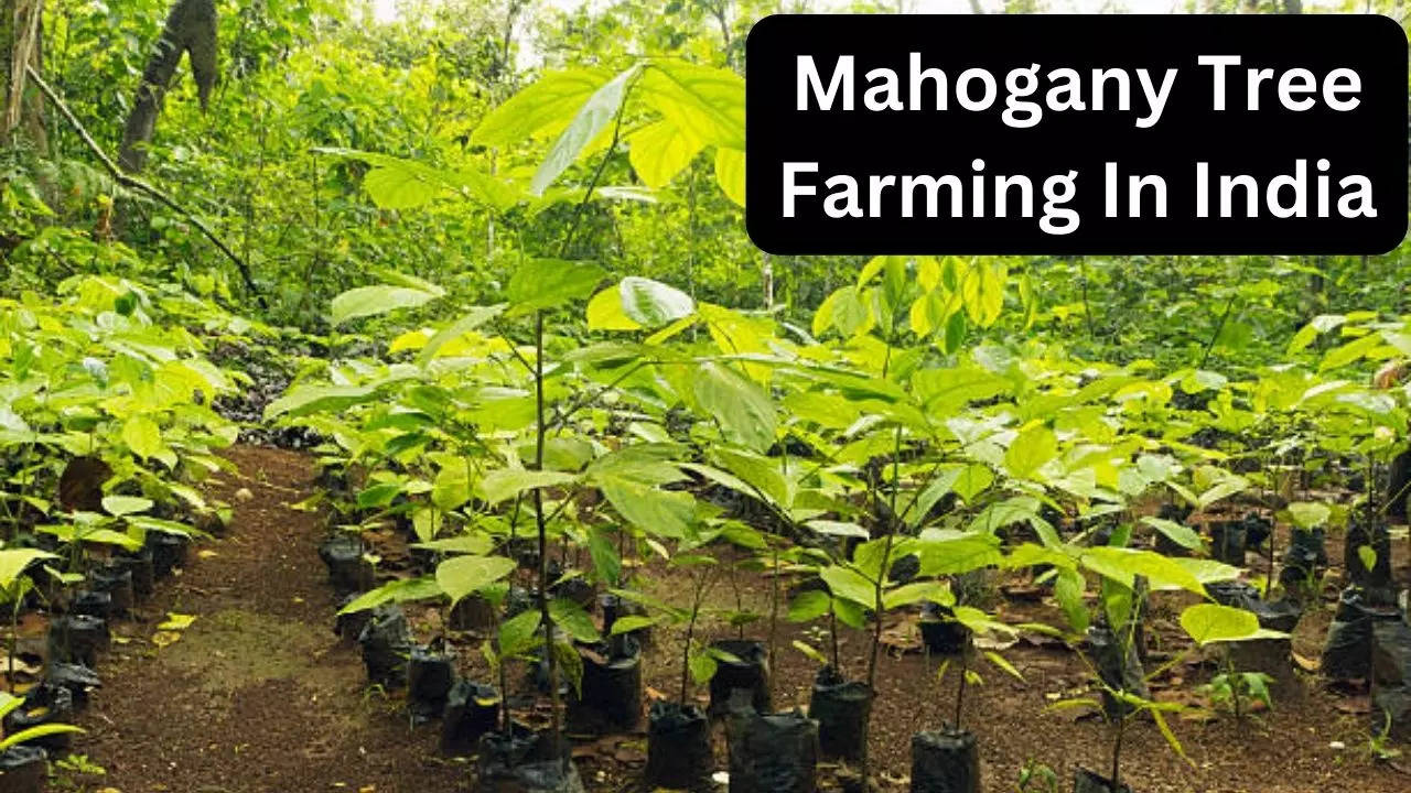 Mahogany Tree Farming In India