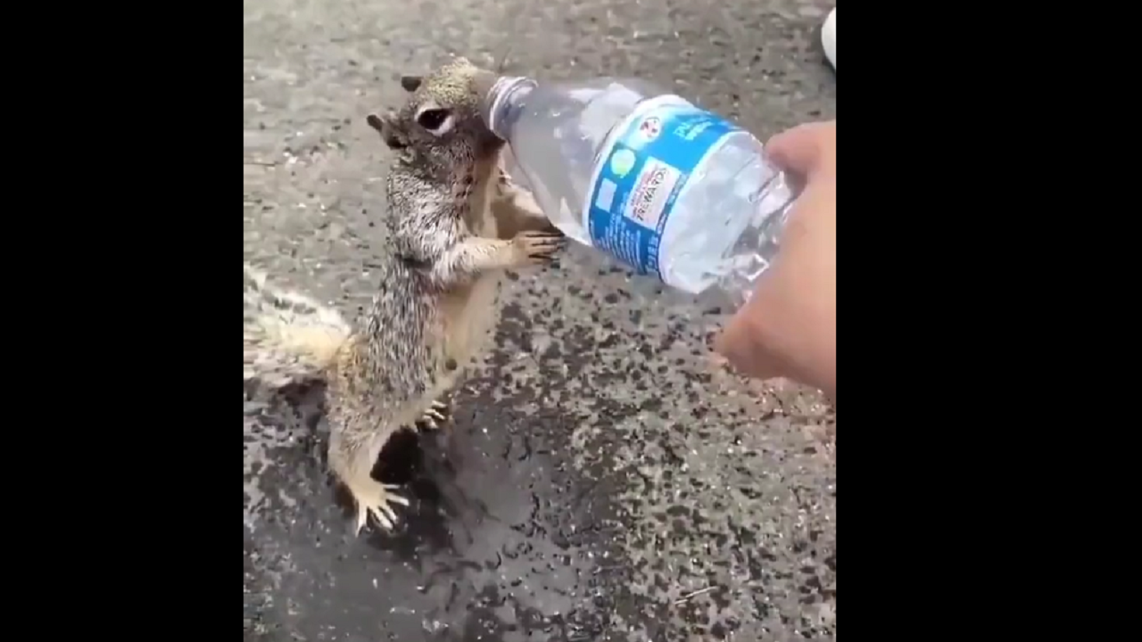 thirsty squirrel