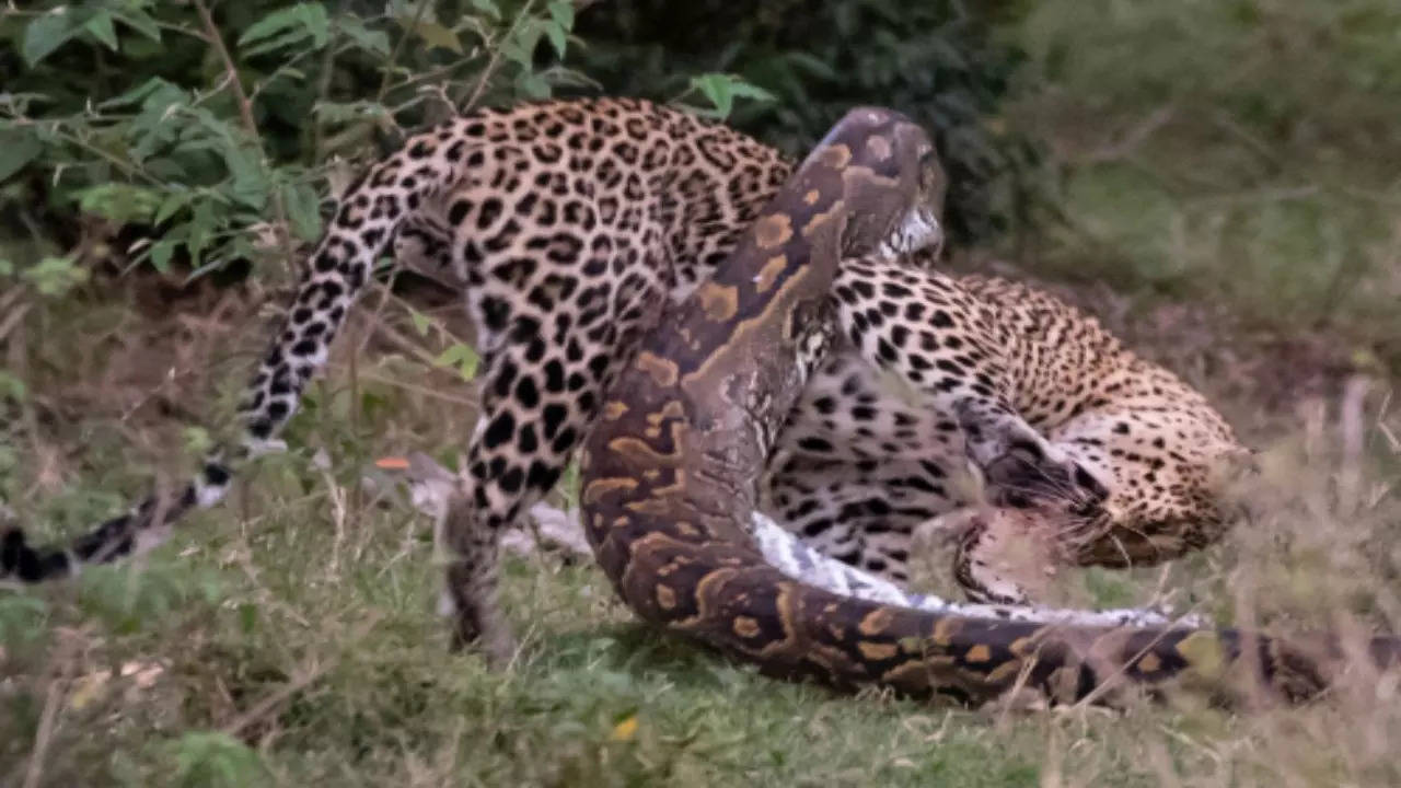 Leopard Video