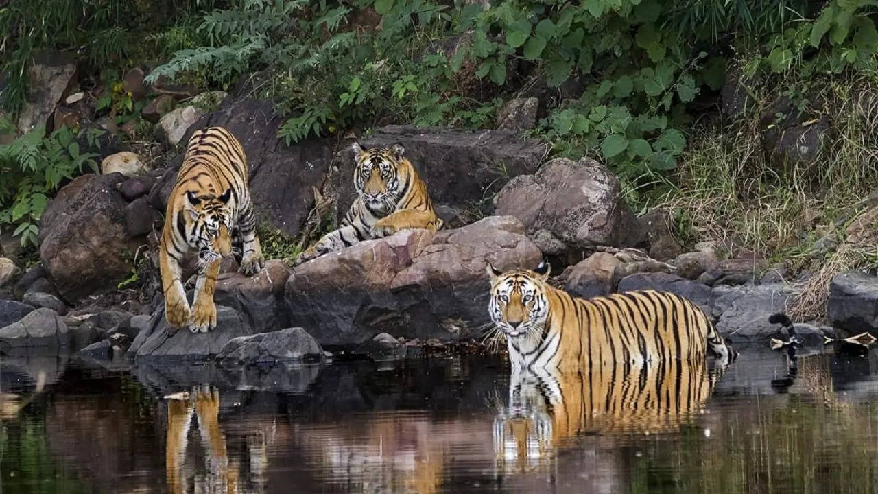 Bhopal Tiger Update