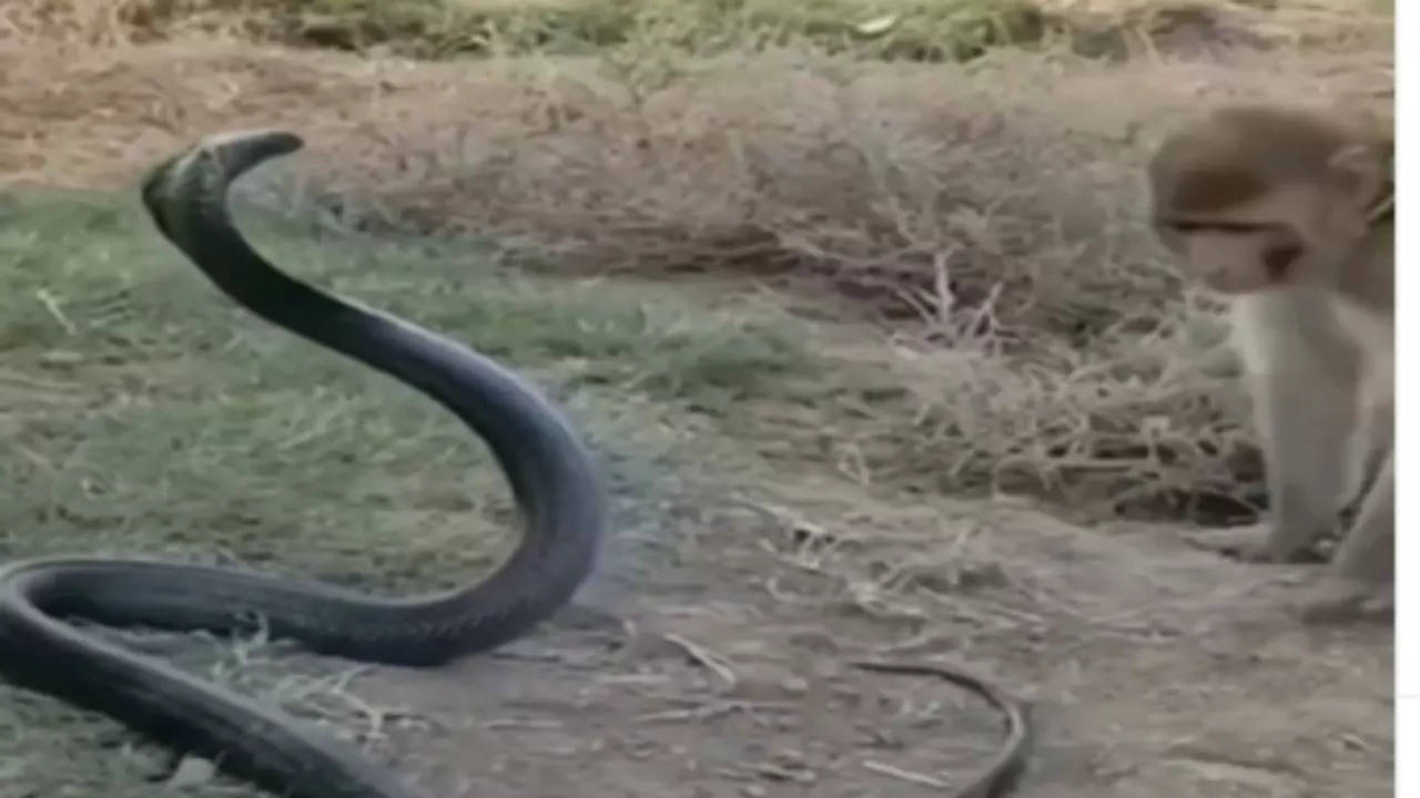 Monkey Snake Video