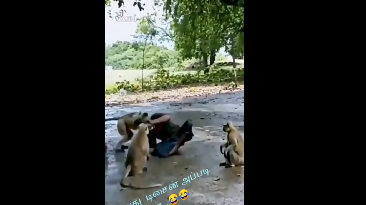 langur funny video