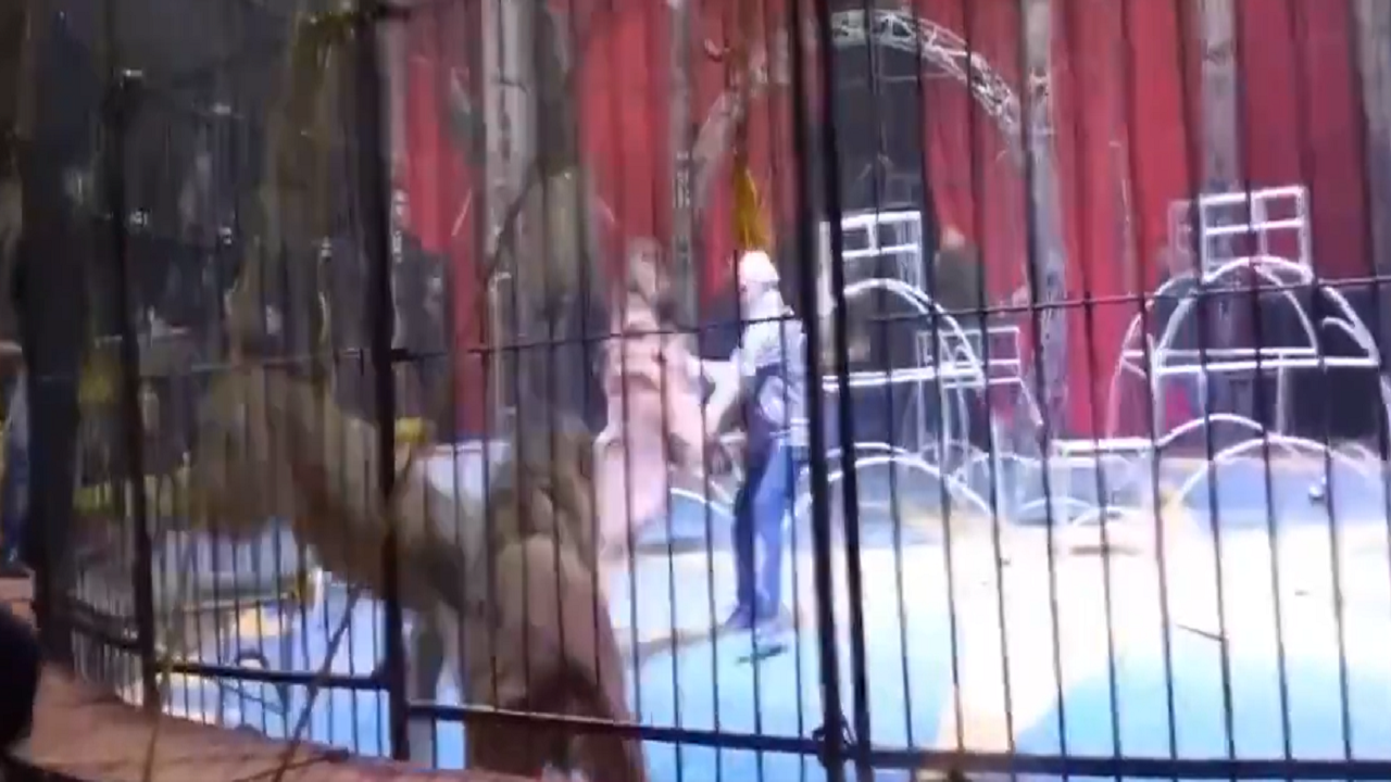 lion attacked on trainer