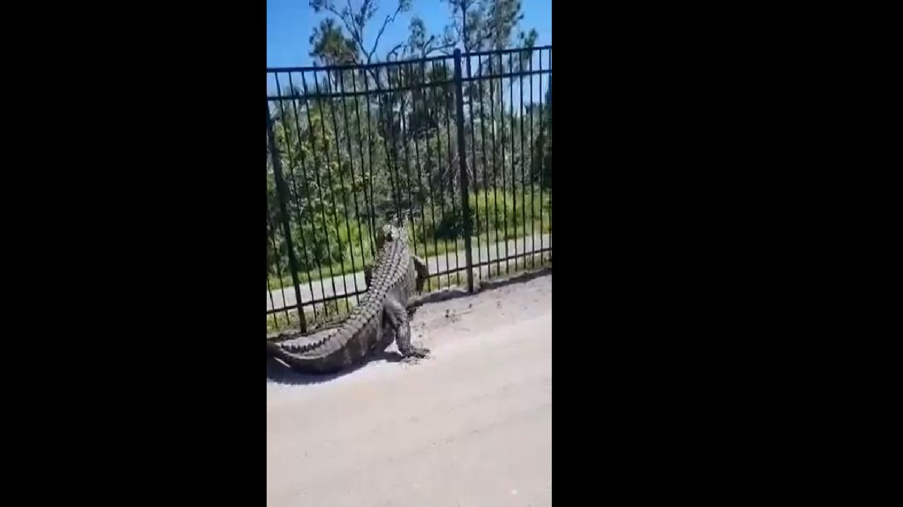 alligator