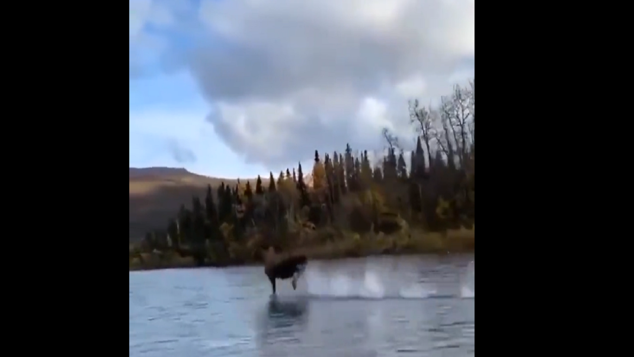 Horse running on water