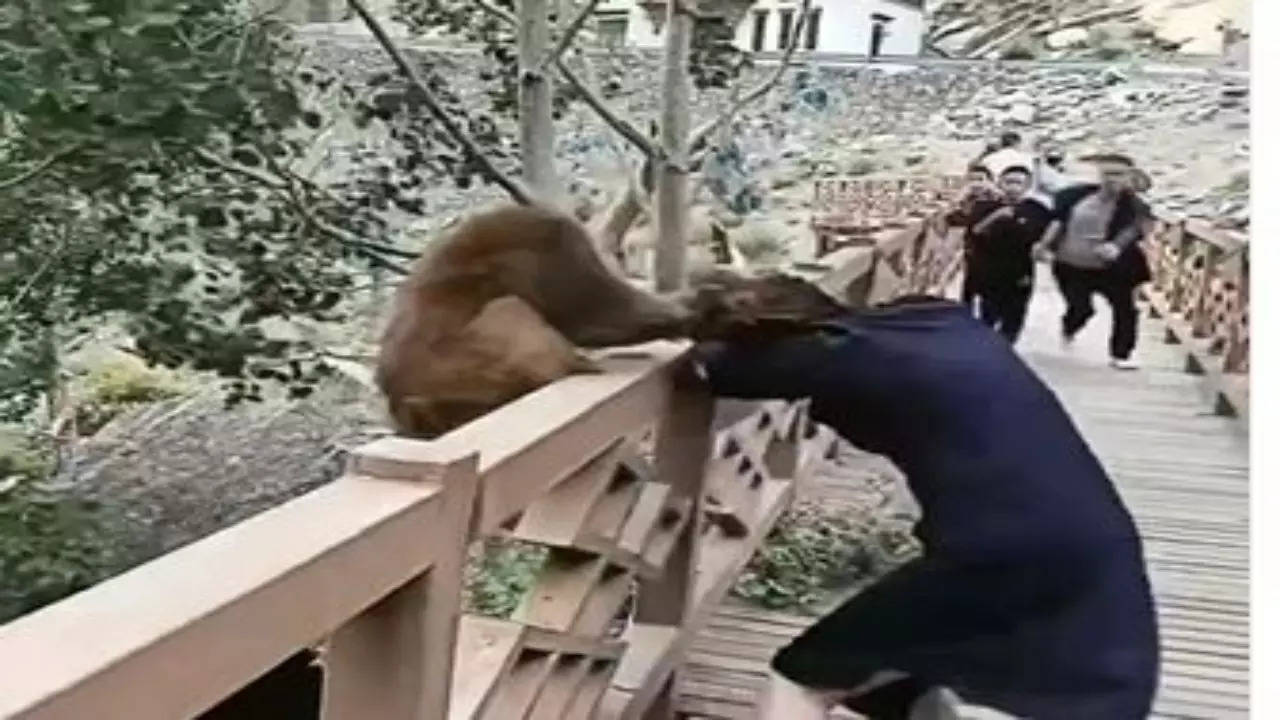 Monkey Video