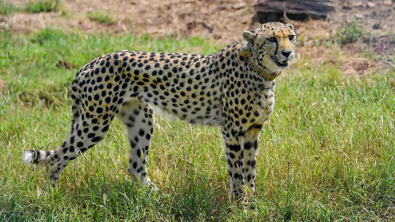 Kuno Cheetah