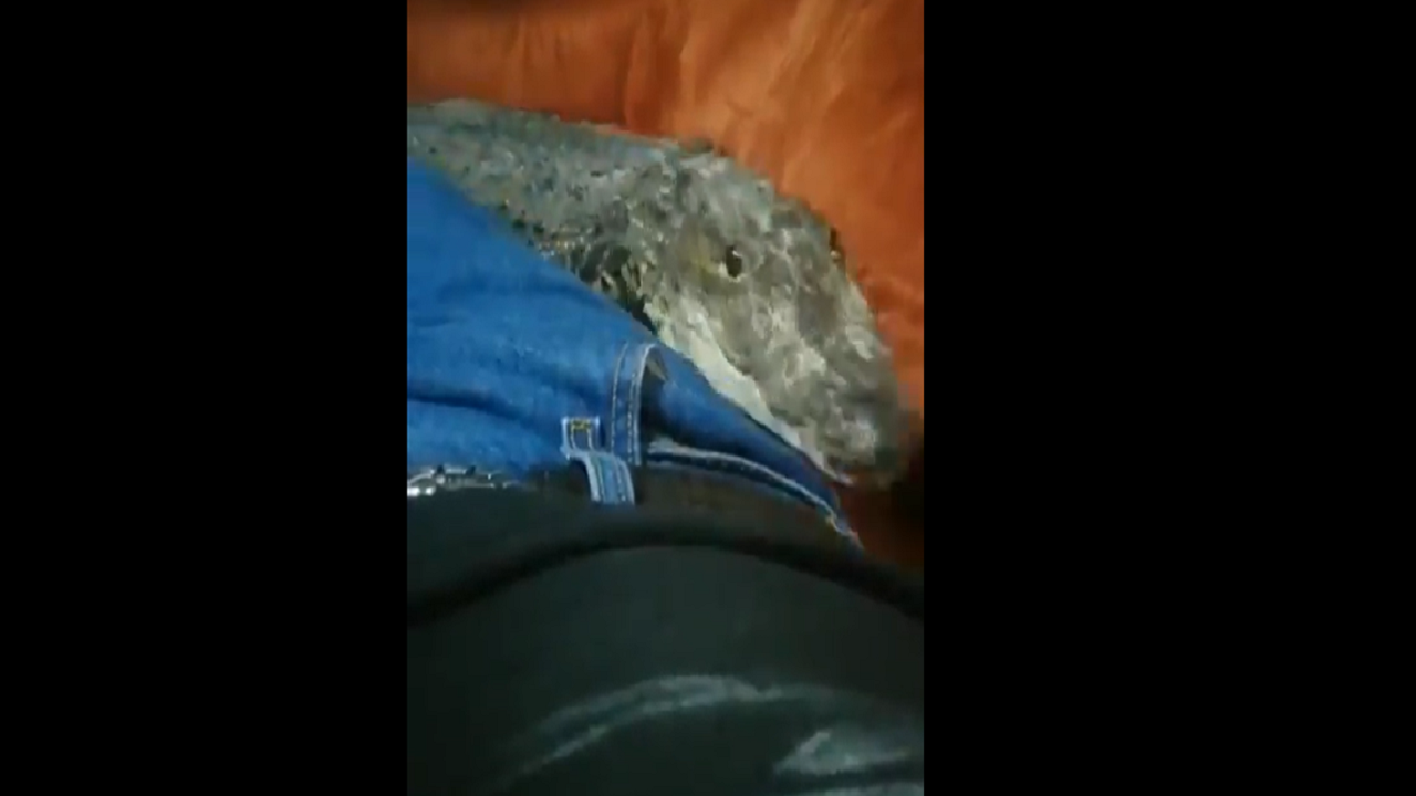 Crocodile video