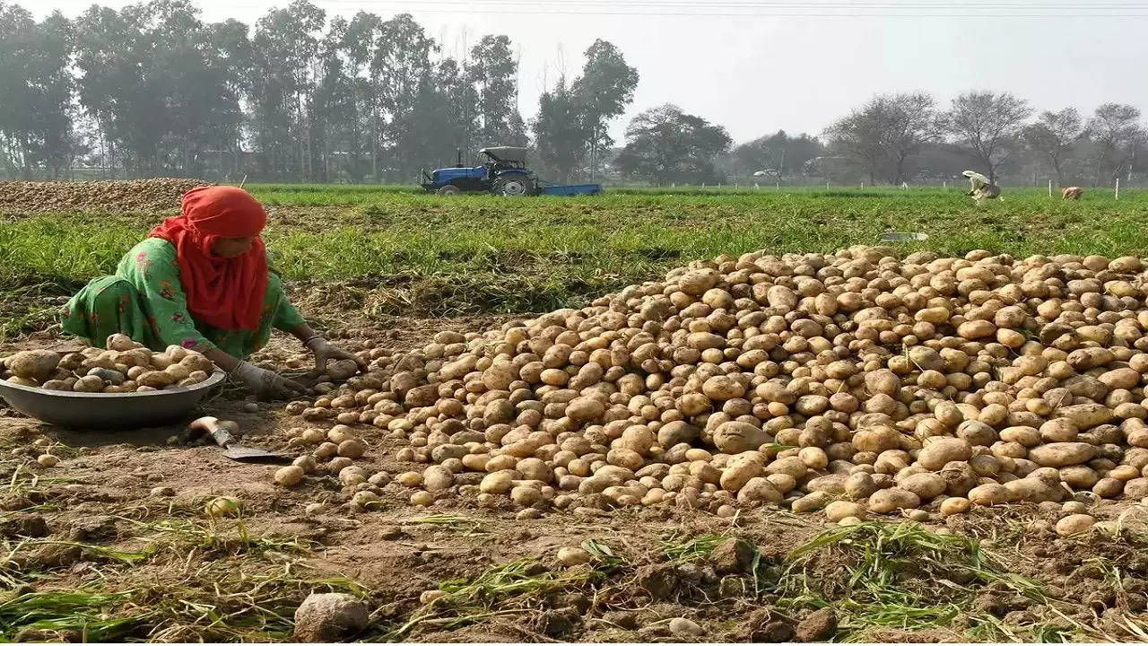 potato farmers