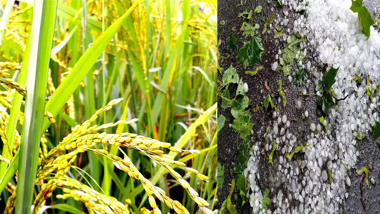 hailstorm maybe destroyed Standing crops