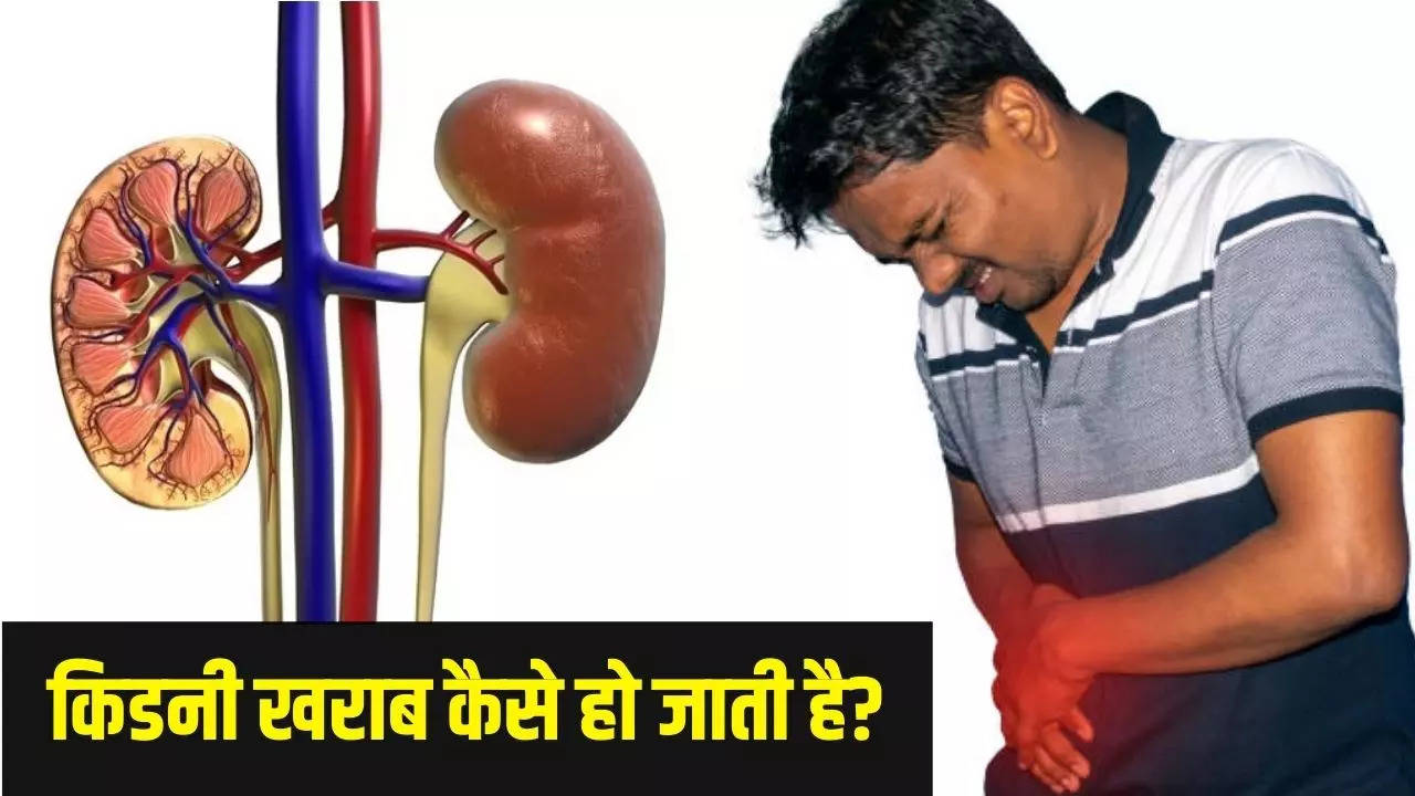 Kidney