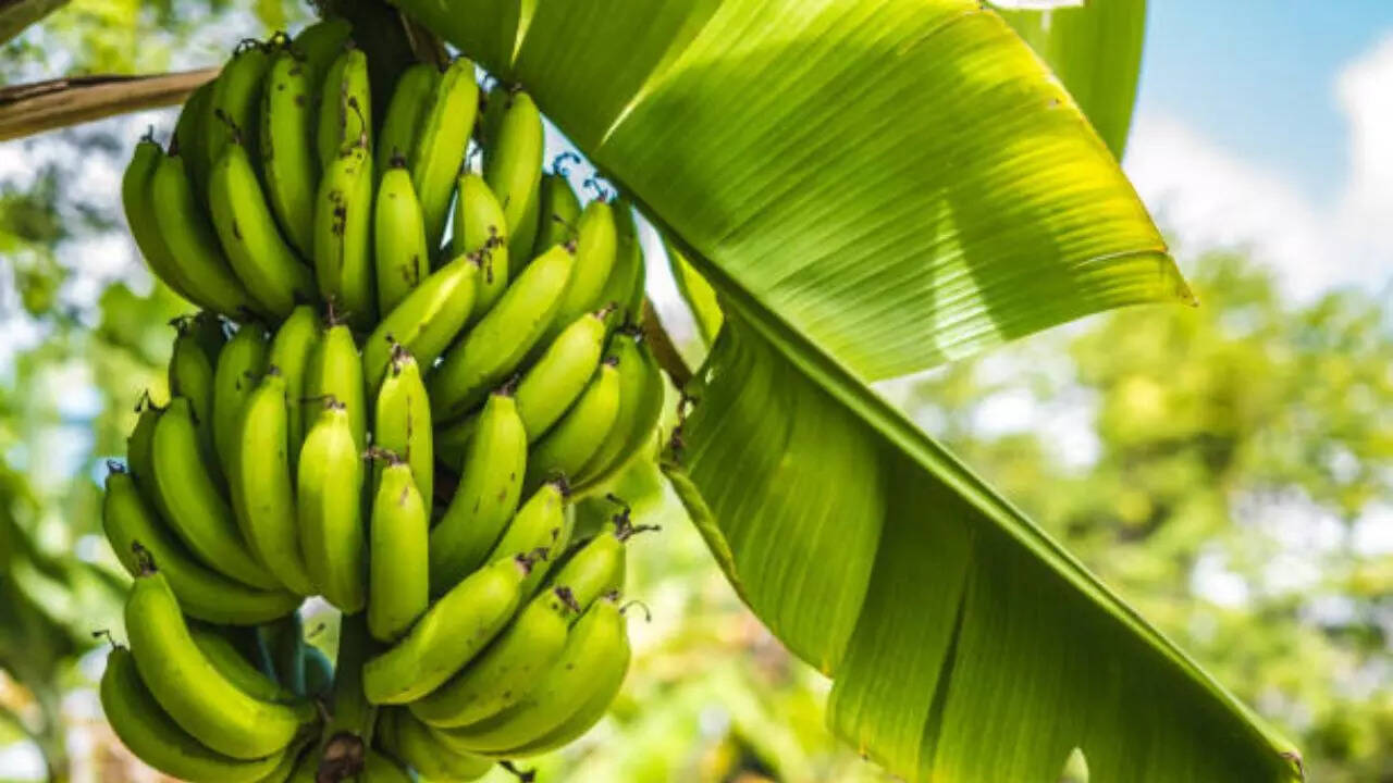 Diabetes: क्या डायबिटीज के मरीज कच्चे केले खा सकते हैं? जानिए कितनी