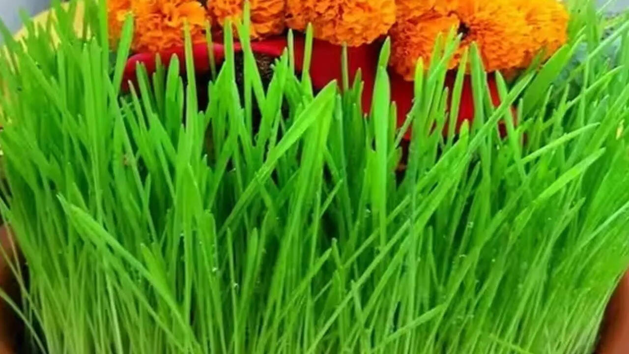 Jau Bone ka Sahi Tarika How to grow Jau Faster in Navratri know the