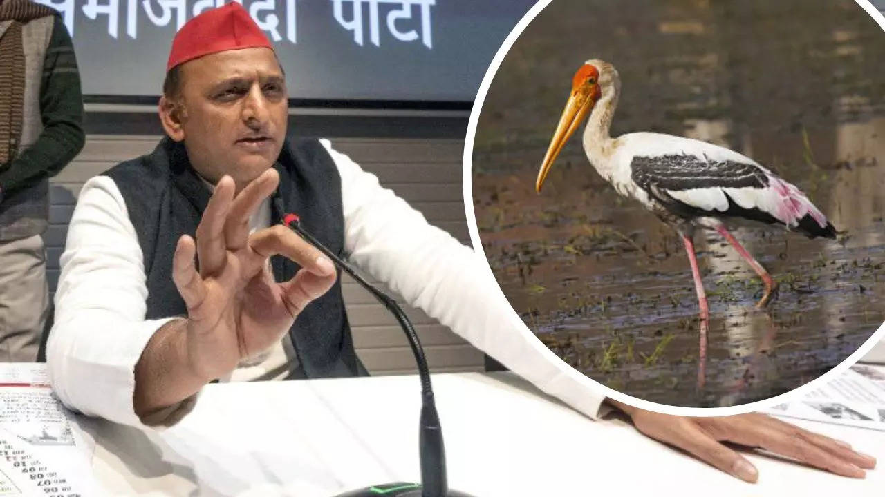 Akhilesh Yadav Stork