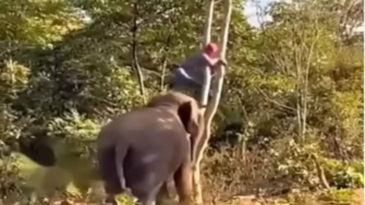 Elephant Video