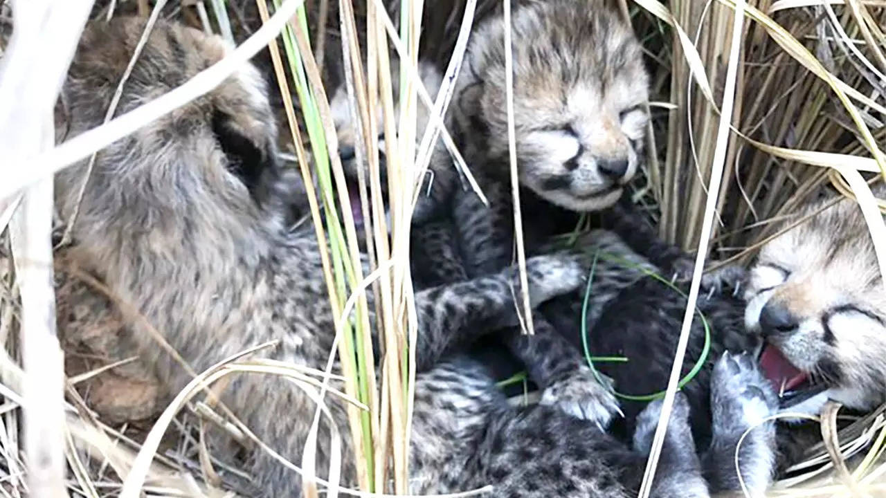 Cubs Born in Kuno National Park MP