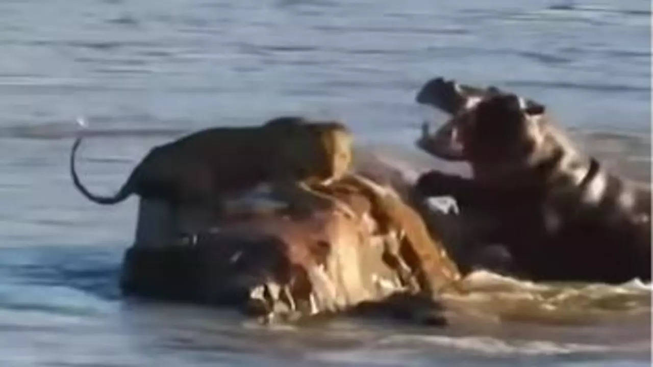 Hippo Attack Video