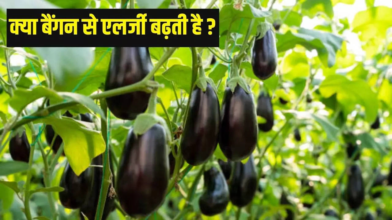 health-alert-these-women-should-not-eat-brinjal-there-can-be-harm