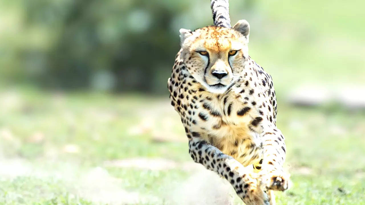 Namibia Cheetah Oban reached Jharbaroda village