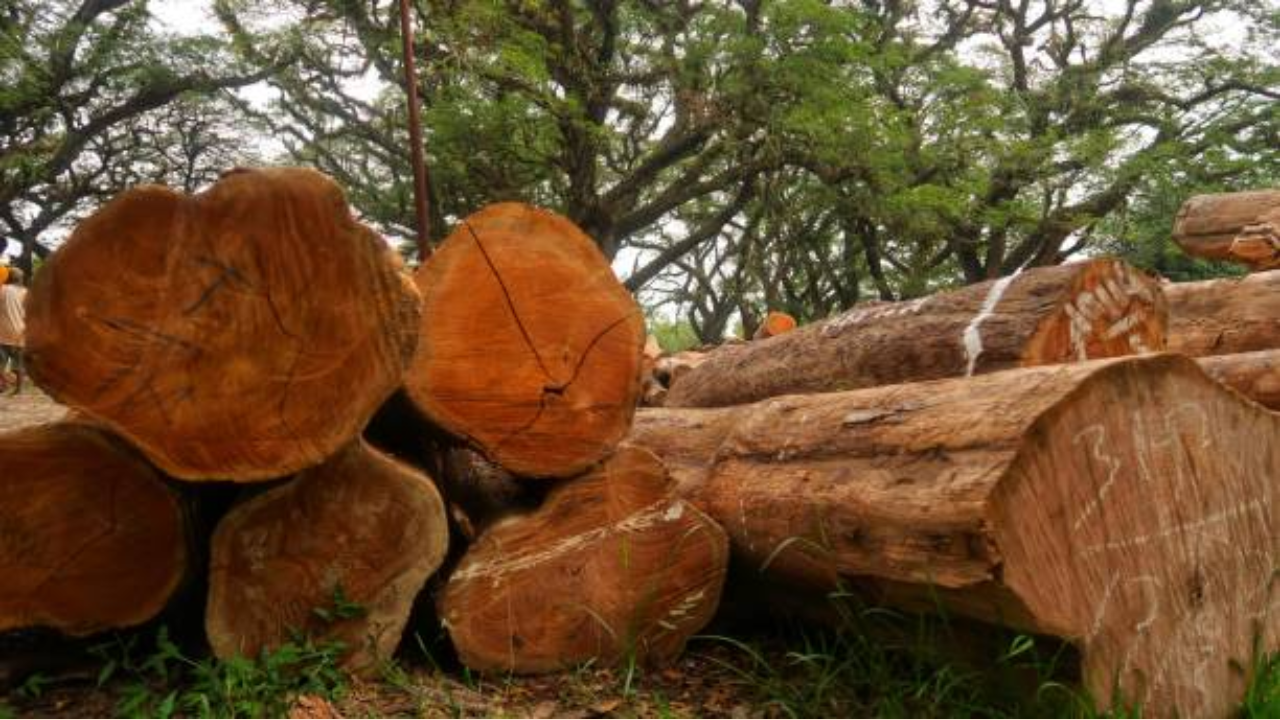 Teak Wood why cant Termites do not affect teak wood for 600 years what