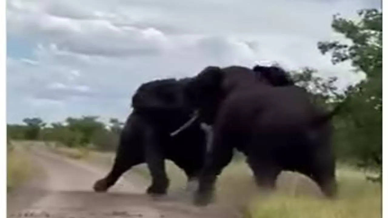 Elephant Fight Video