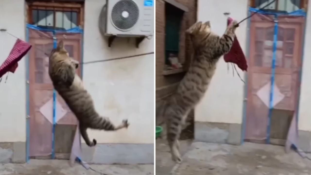 Cat Viral Video