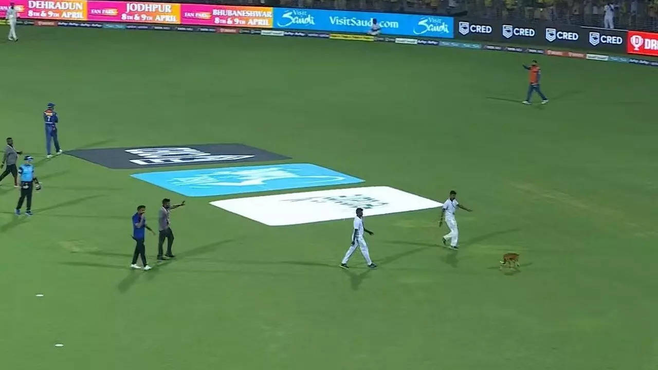 Dog enters chepauk ground, csk vs lsg, ipl 2023 match