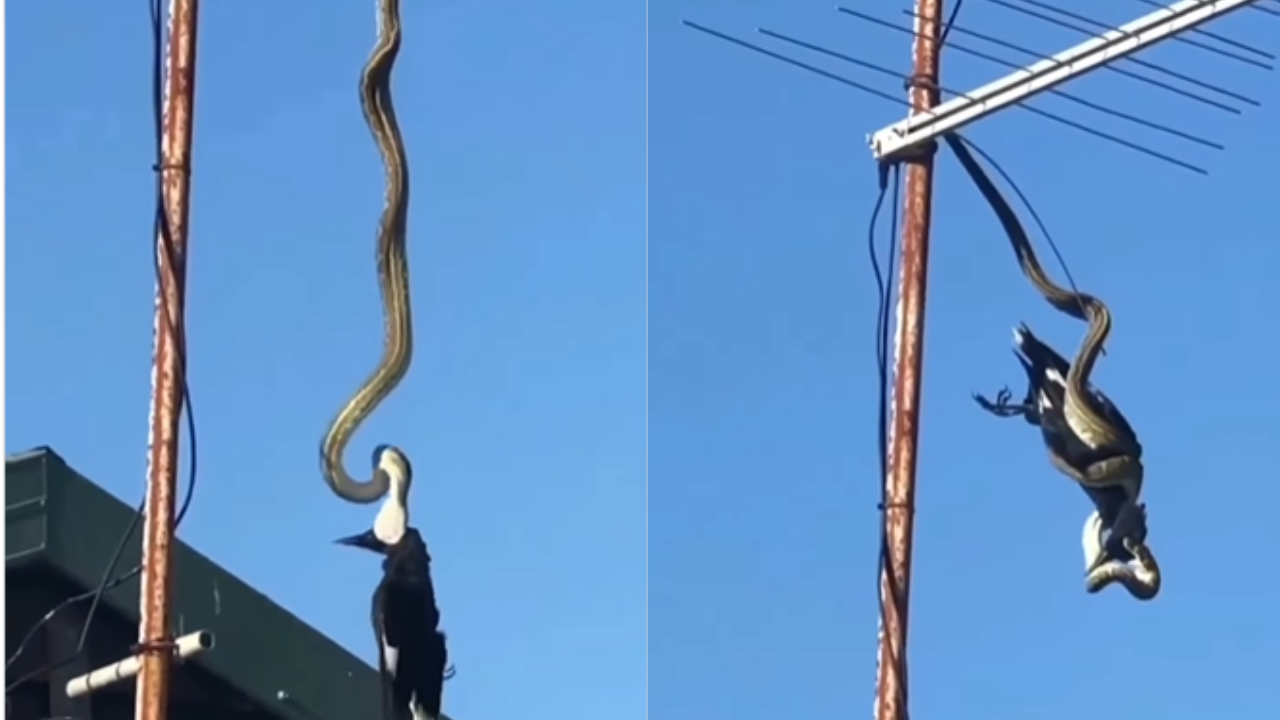 Crow Snake Video