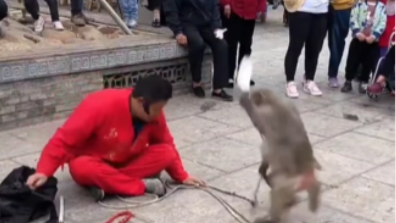 Monkey Viral Video