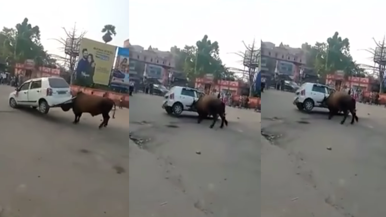 Bull attack on a car viral video