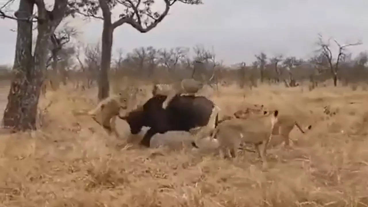 lioness attack