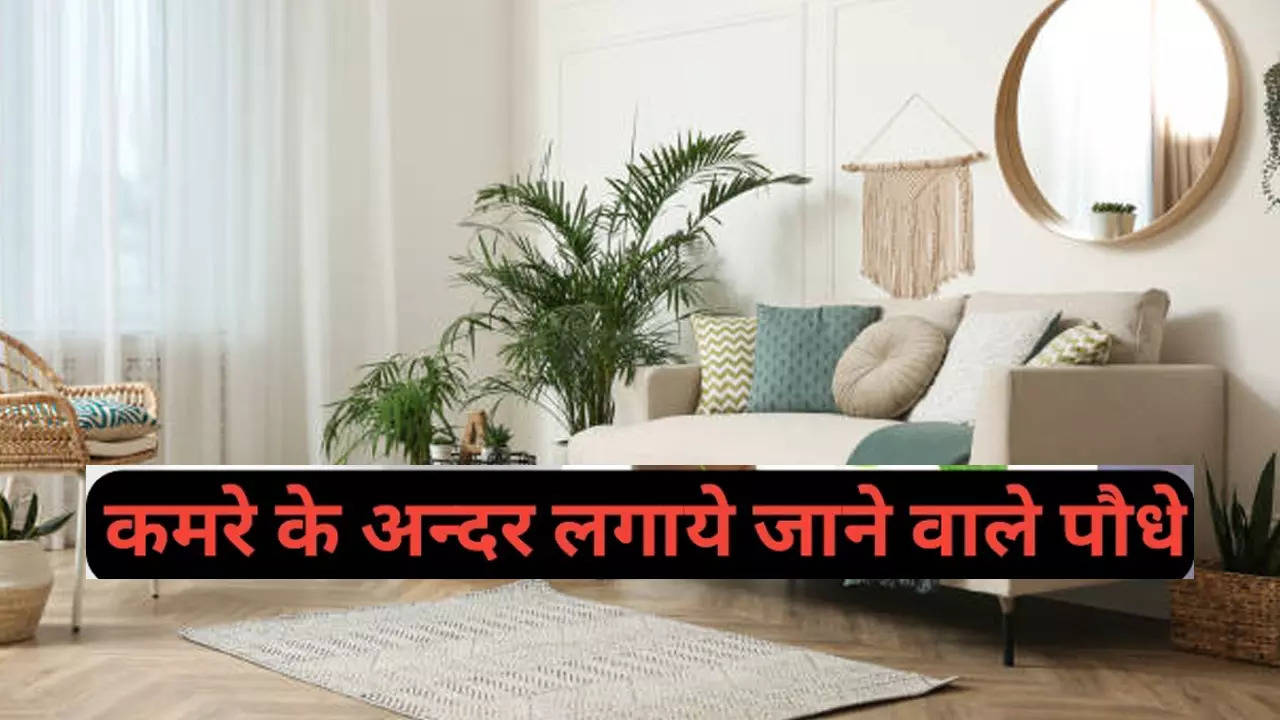 Plants for Living Room: लिविंग रूम के लिए बेस्ट हैं ये 5 पौधे, खूबसूरत लुक देने के साथ ही सुधारेंगे सेहत