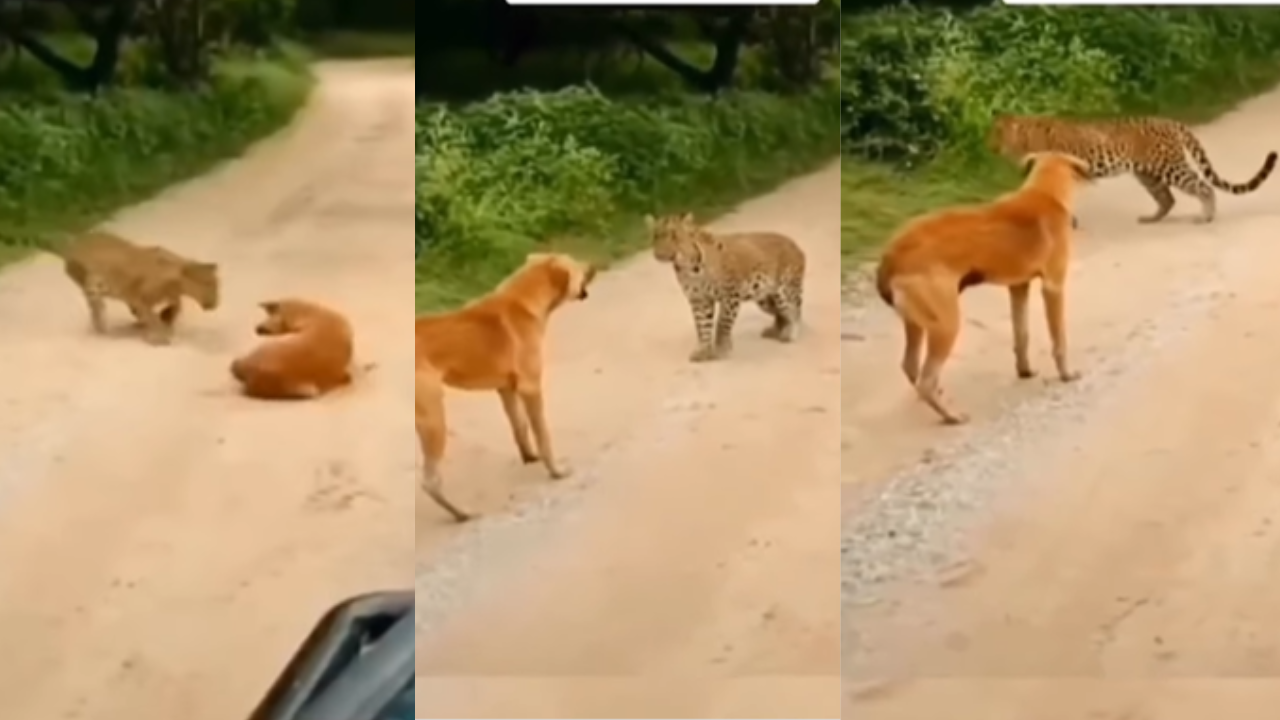 Dog And Leopard Funny Video Viral