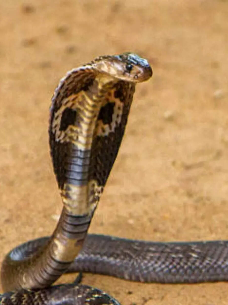 Snake Bite in Dream Meaning of Snake Bite in Dream Times Now Navbharat