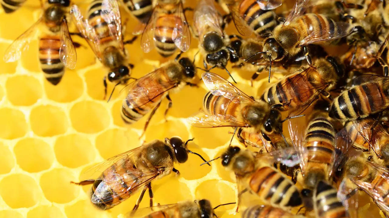 bee attack, bee attack in chandrapur, bee sting death