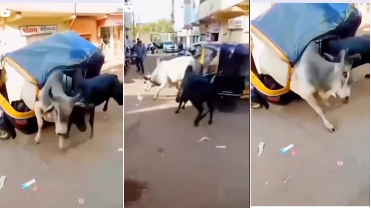 Fight of Two Bulls Viral Video