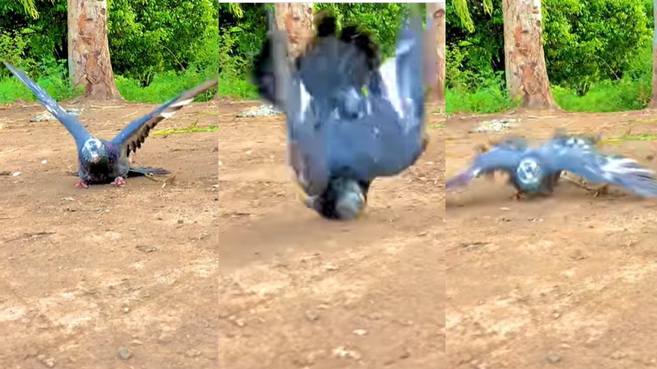 Viral Video of Pigeon Flipping