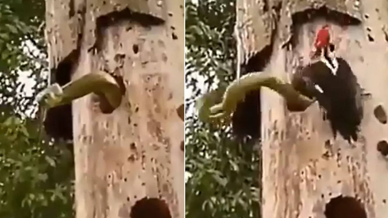 snake attack