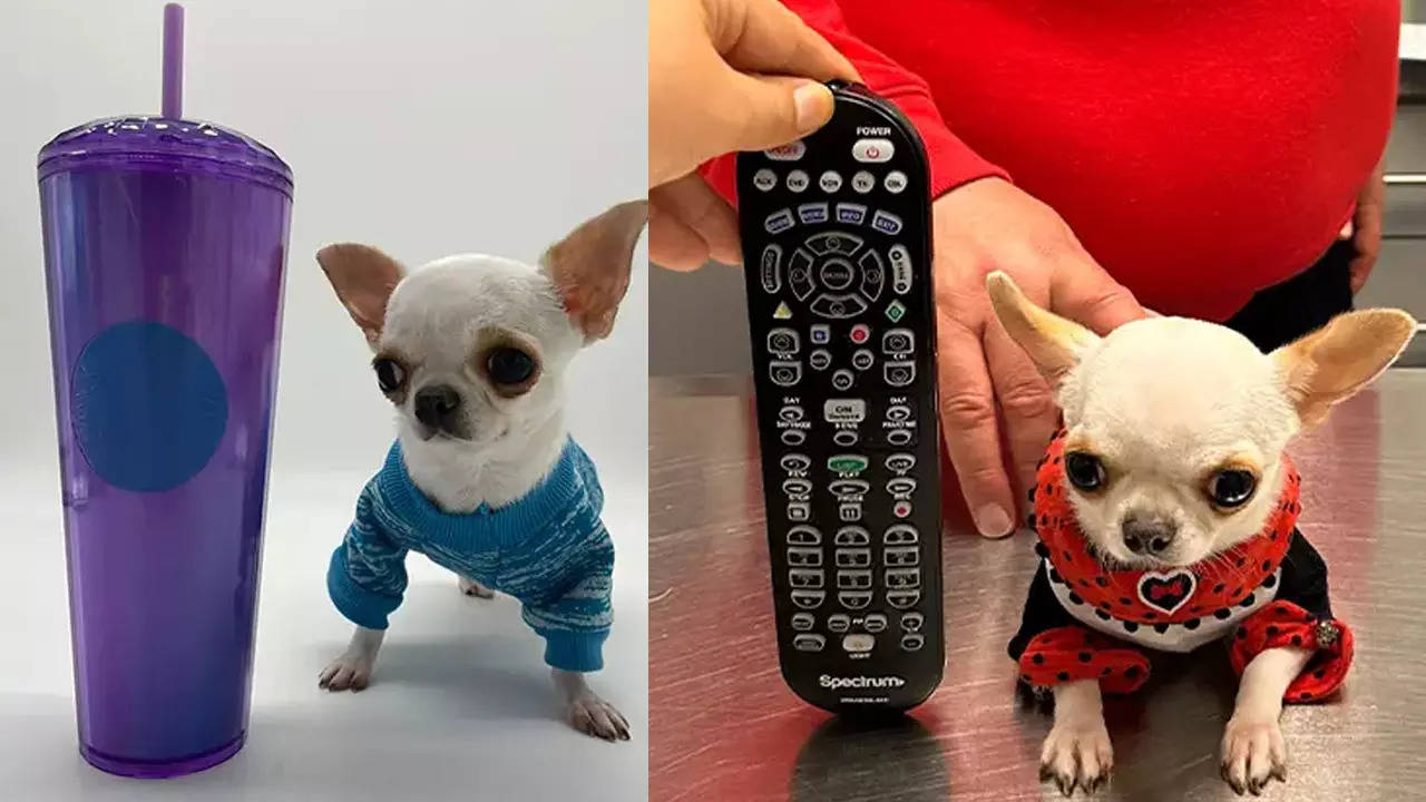 world smallest dog