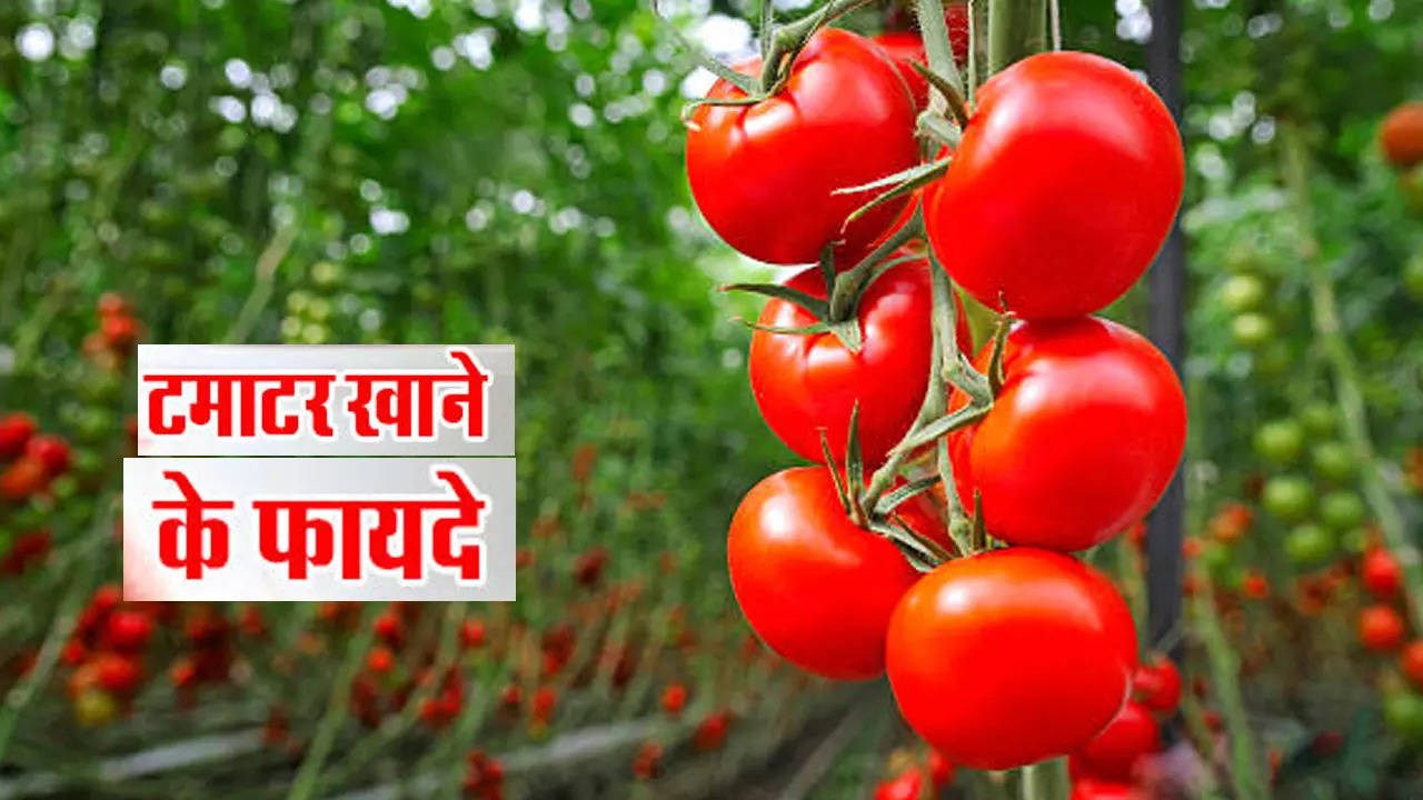 Tomato Benefits: लिवर और आंखों के लिए रामबाण है टमाटर, इस तरह सेवन से बढ़ती है इम्यूनिटी