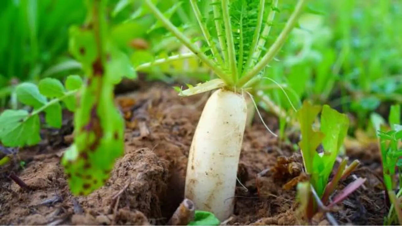 Radish should not be mixed with these things even by mistake health will be bad