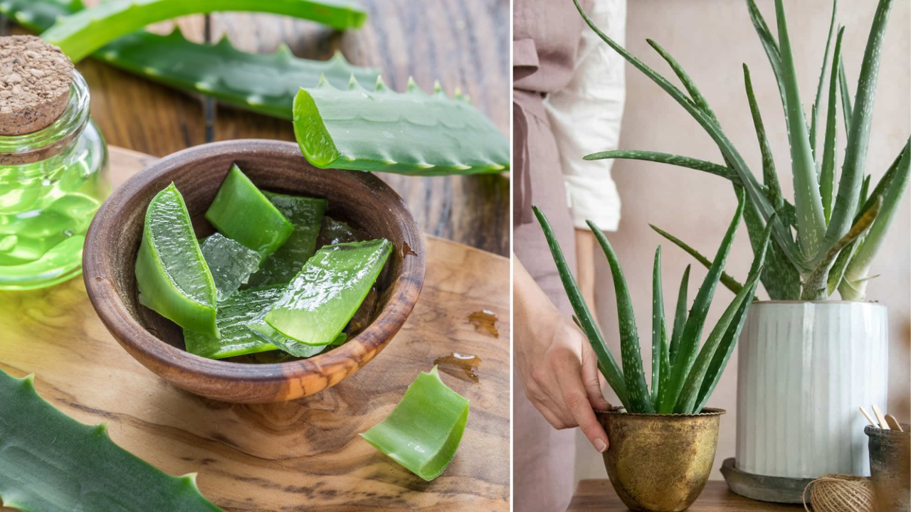 How To Take Care Of Aloe Vera Plant In Summers See How Your Plants Can ...