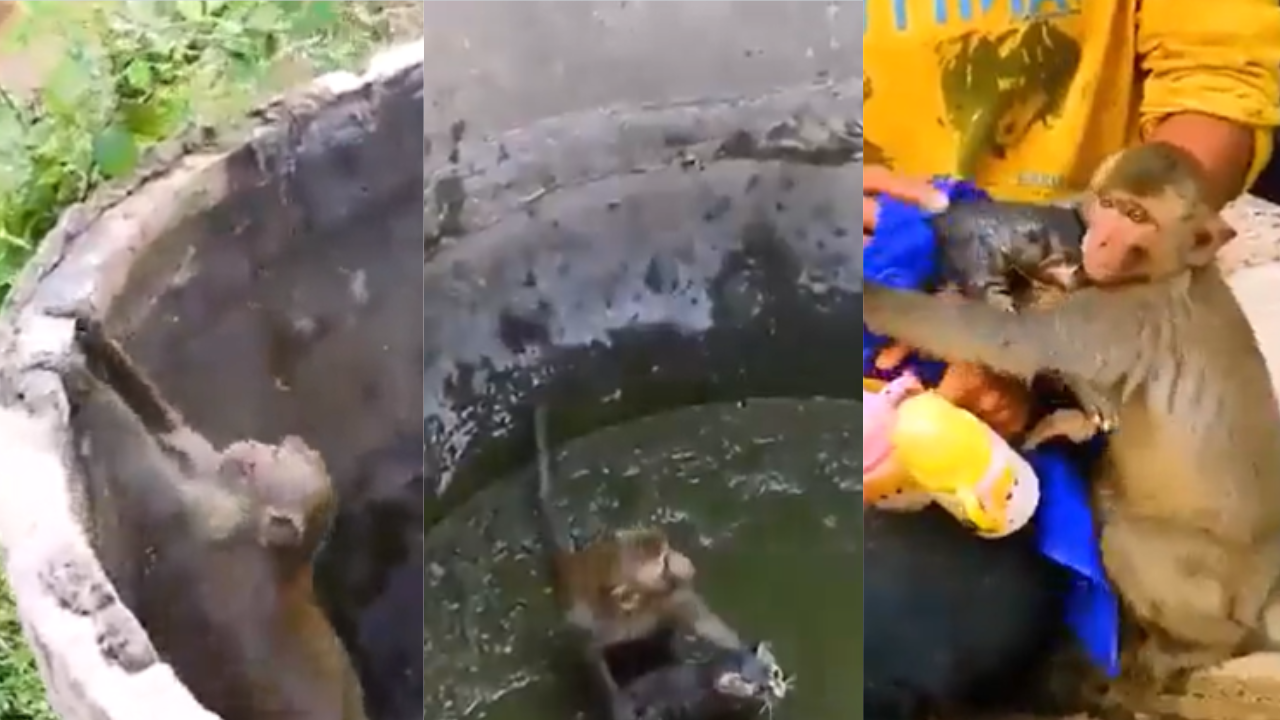 Monkey Saved Cat Life Viral Video