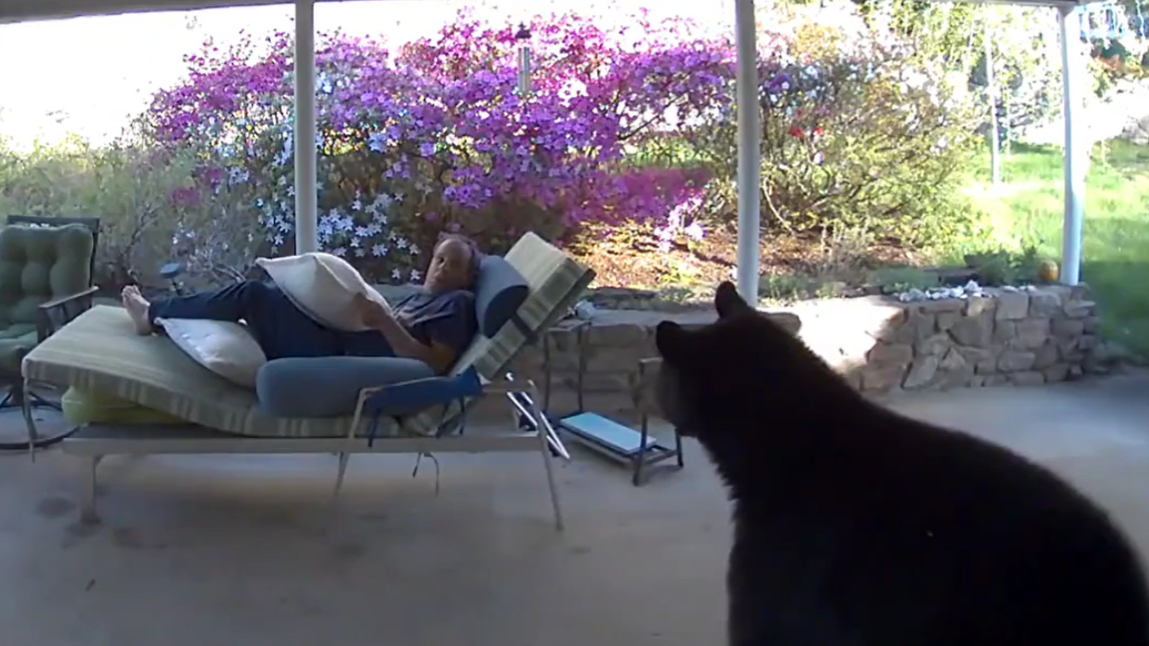 Viral Video of Bear And Man