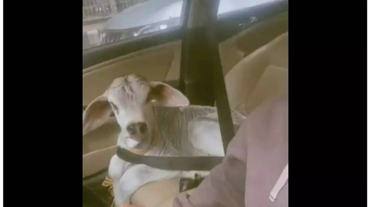 Calf Viral Video