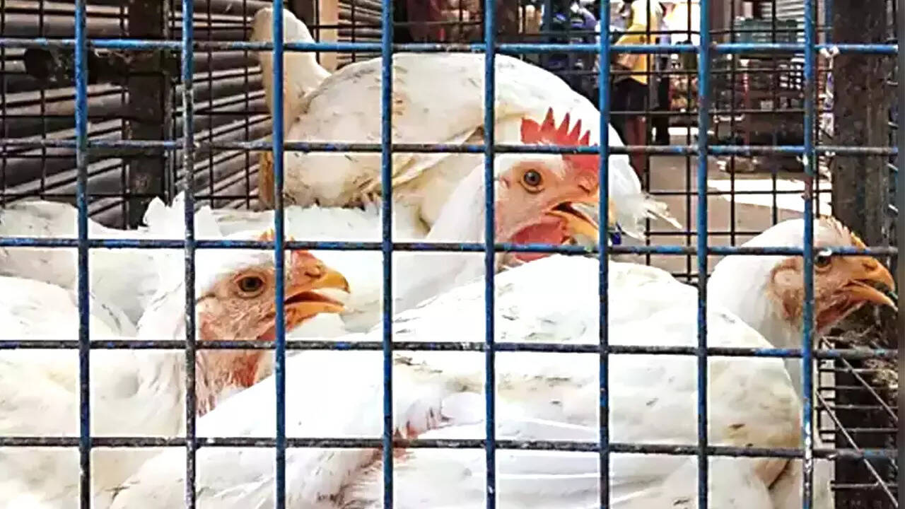 Cleaning Chicken with Tricolor in Gujarat