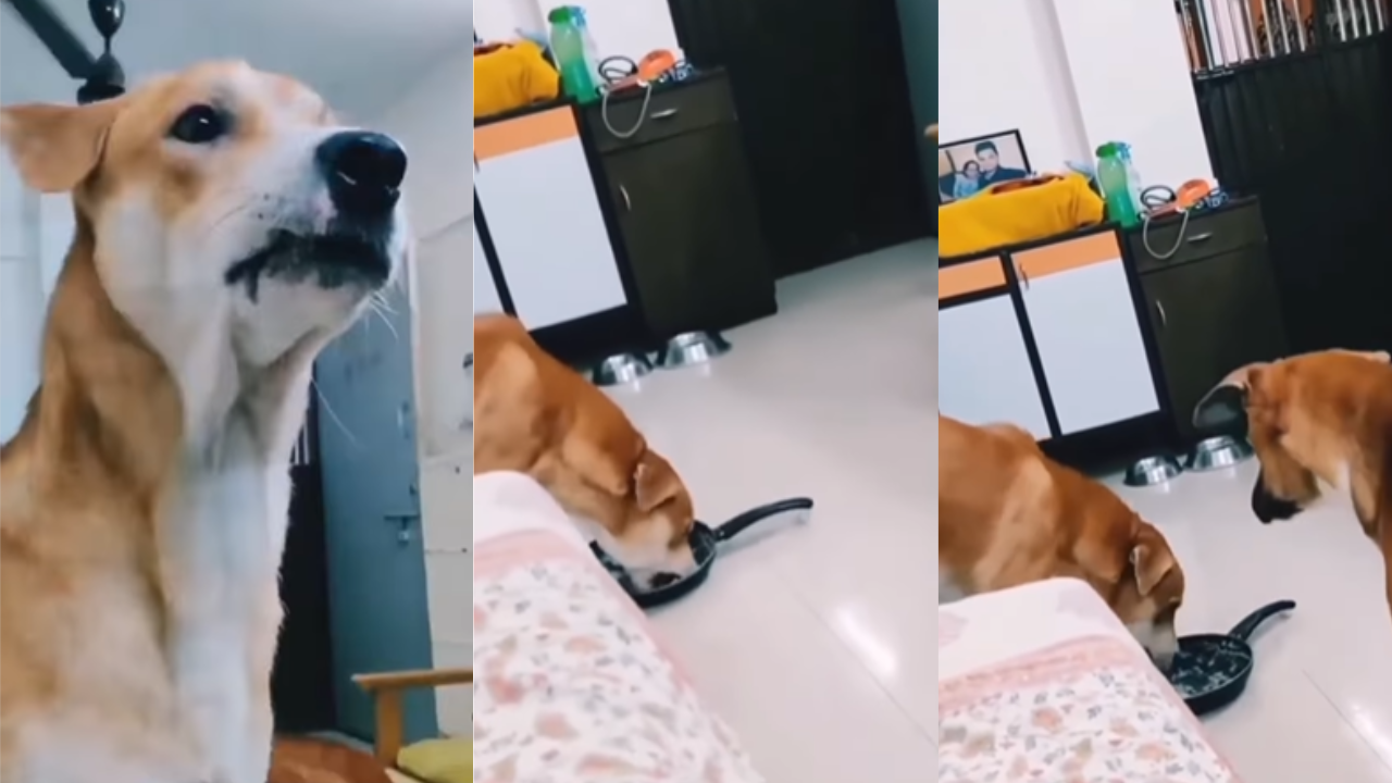 Funny Video Of Dog